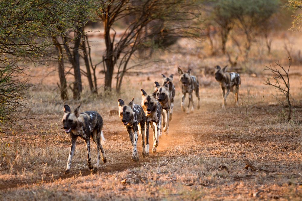 Seven African Wild Dogs