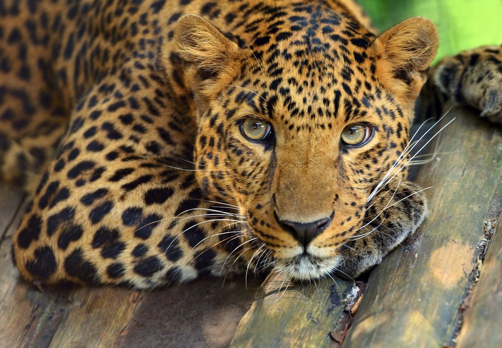 amur leopard closeup