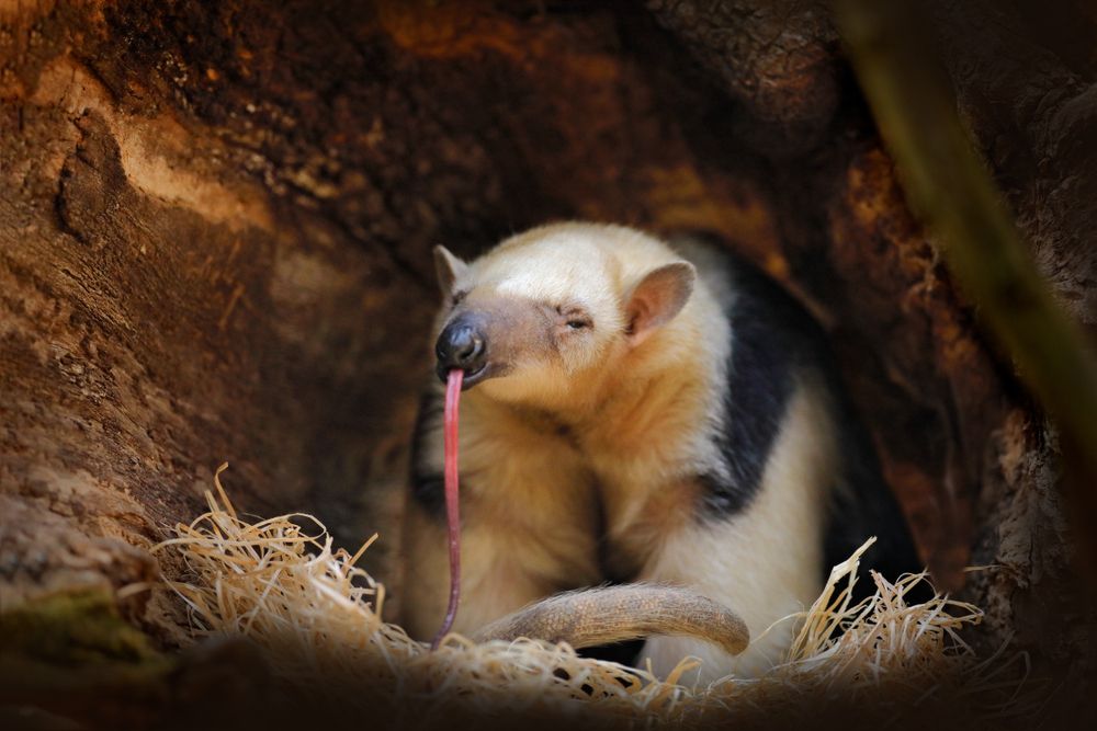 Anteater With Long Tongue