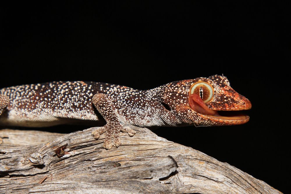 Australian Gecko