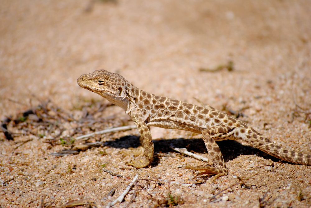 long-nosed leopard lizard