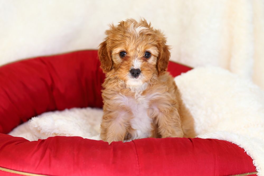 cavapoo puppy sitting in its bed